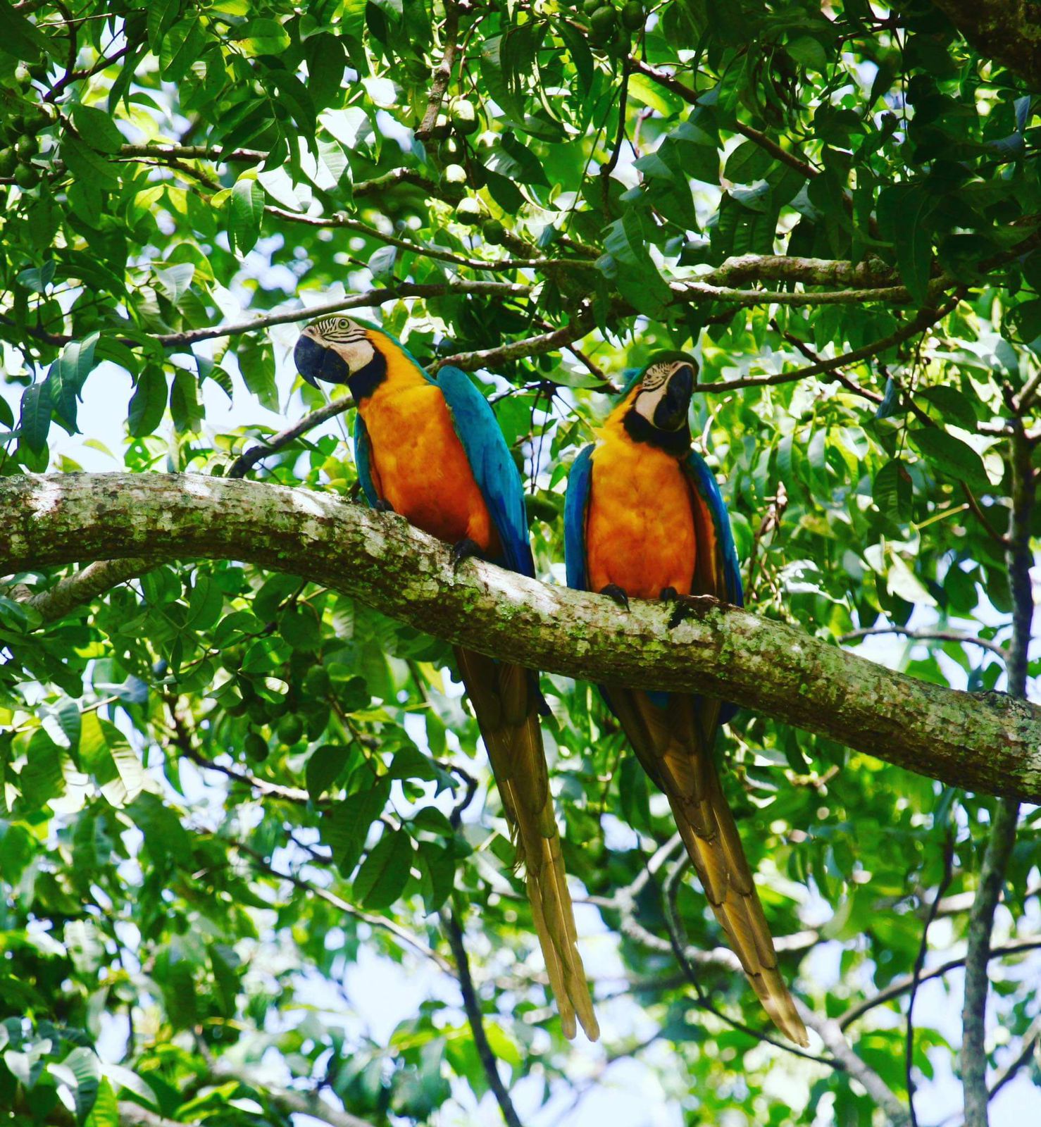 Peter Cox Wildlife Tours.