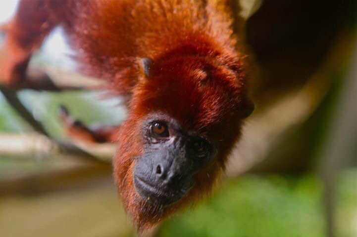 Peter Cox Wildlife Tours.