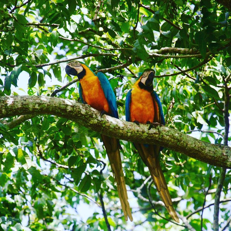 Peter Cox Wildlife Tours.