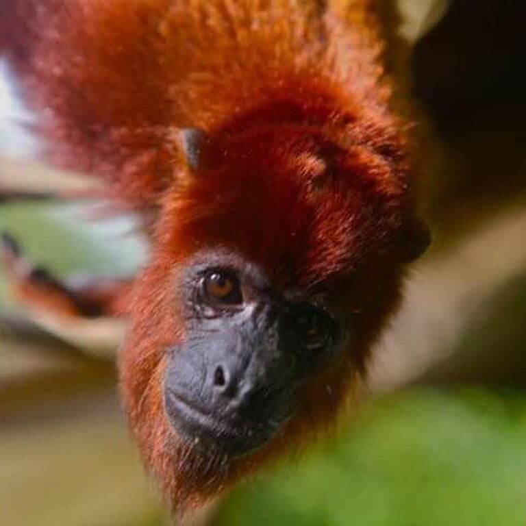 Peter Cox Wildlife Tours.