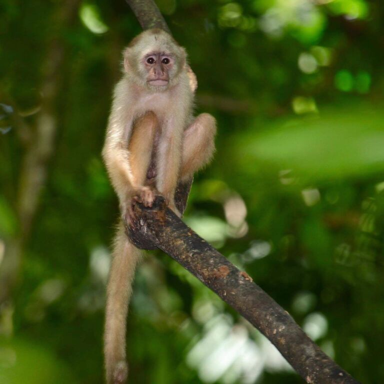 Peter Cox Wildlife Tours.
