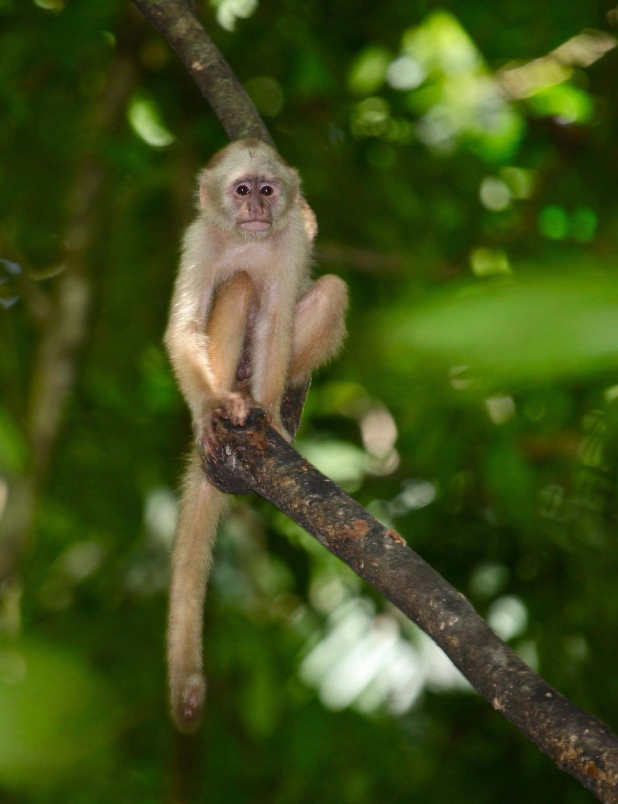 Peter Cox Wildlife Tours.