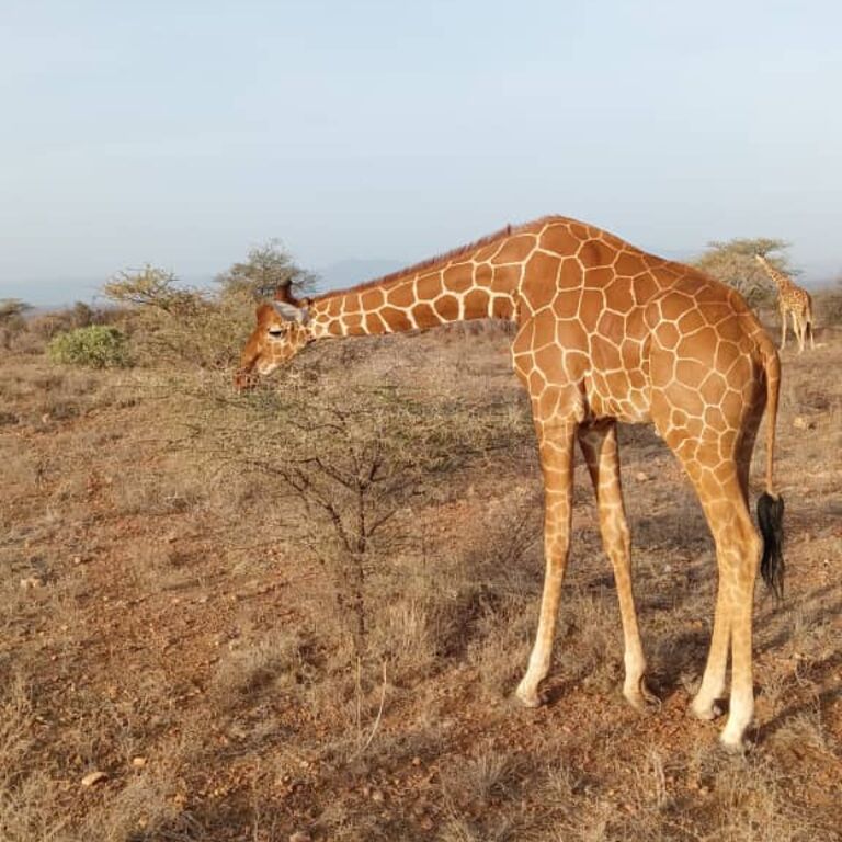 Mr Safari's Brian