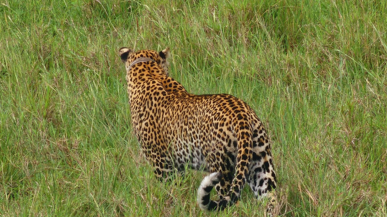Muganzi safaris Uganda