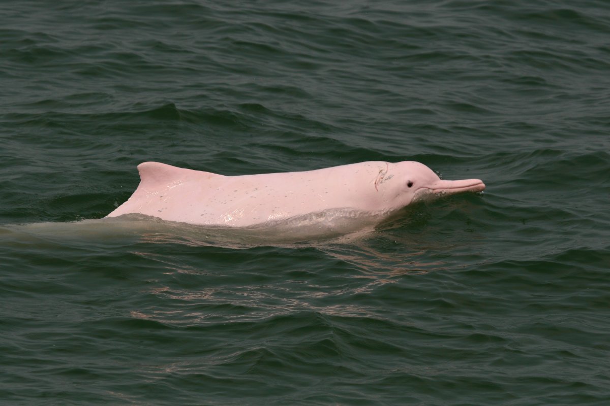 Hong Kong Dolphinwatch