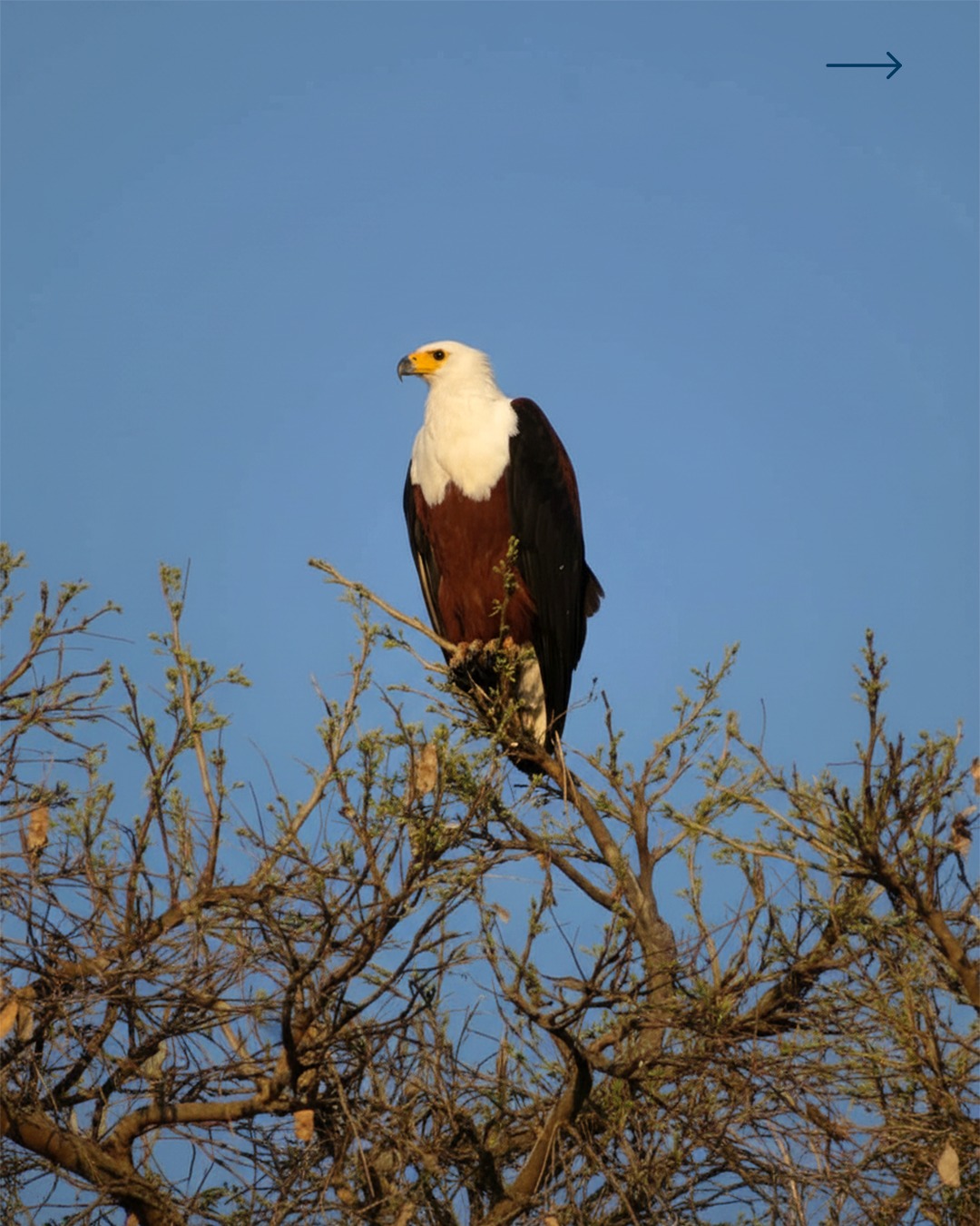 7-Day Moremi and Khwai Safari