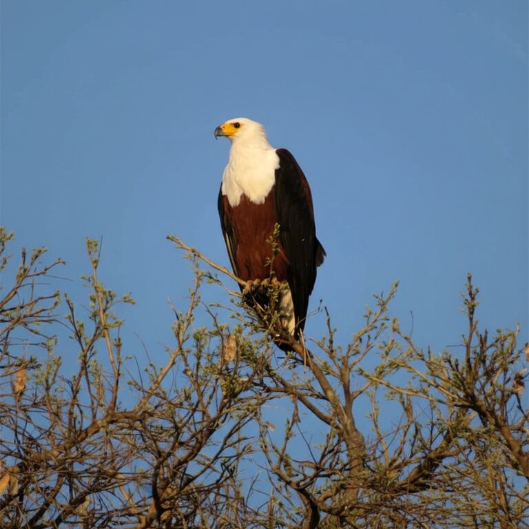 7-Day Moremi and Khwai Safari