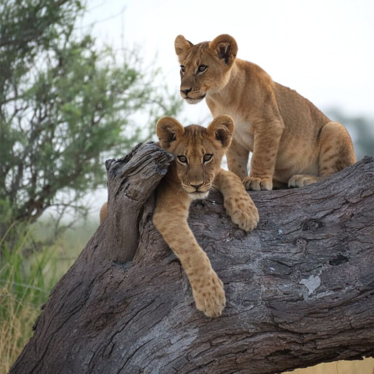 7-Day Moremi and Khwai Safari