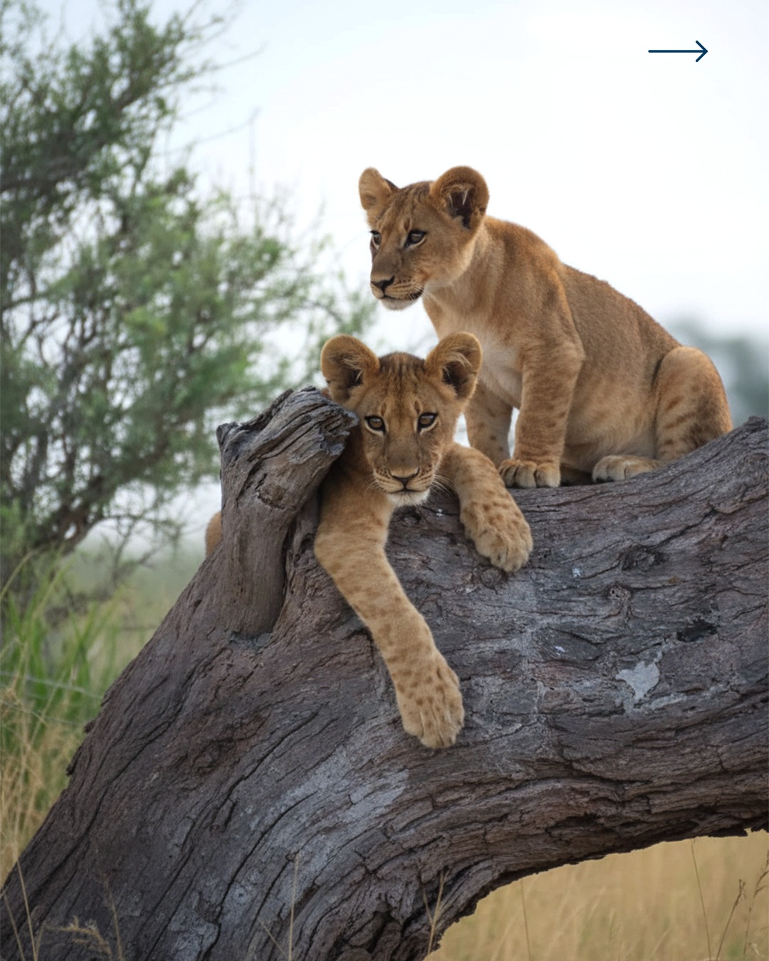 7-Day Moremi and Khwai Safari