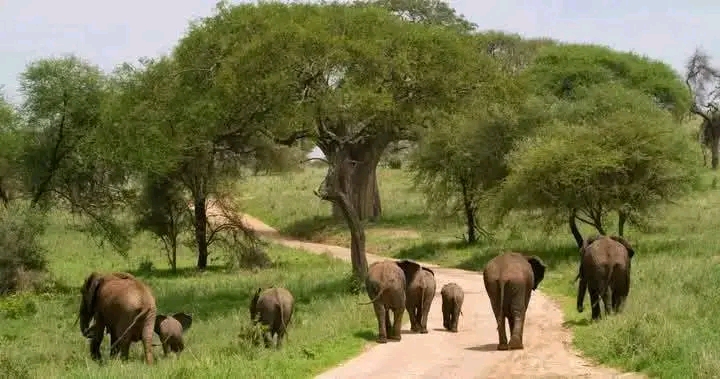 SERENGETI UNFORGETTABLE