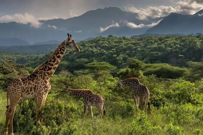 SERENGETI UNFORGETTABLE