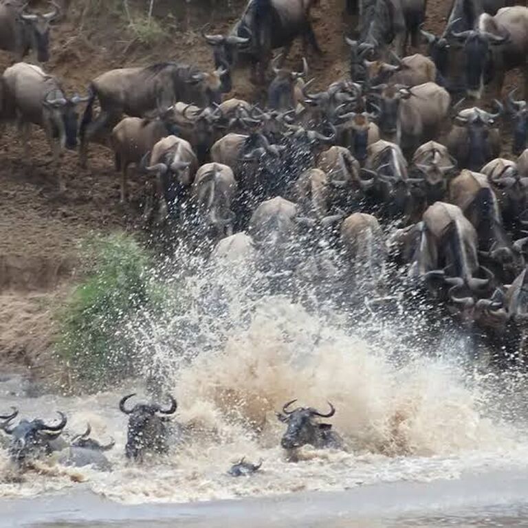 SUNRISE AND SUNSET SAFARIS