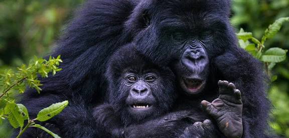 Messiah safaris and tours
