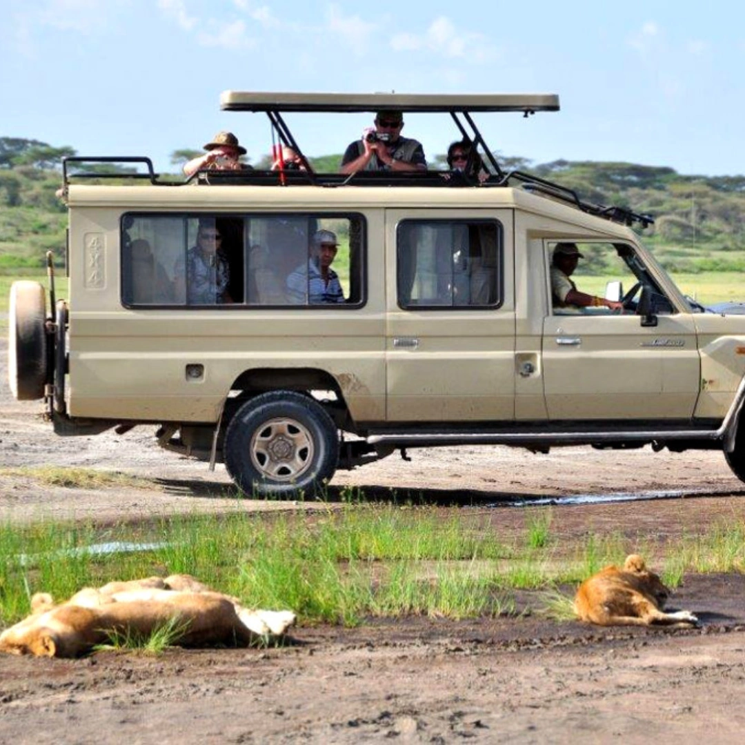 Messiah safaris and tours