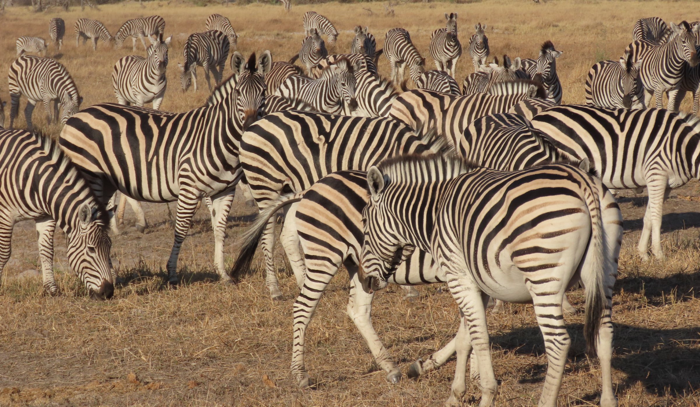 Chobe National Park Overnight