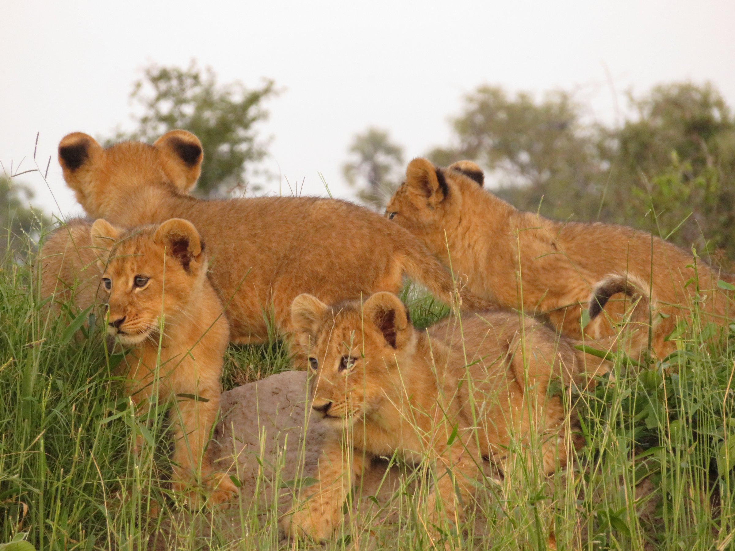 Chobe National Park Overnight