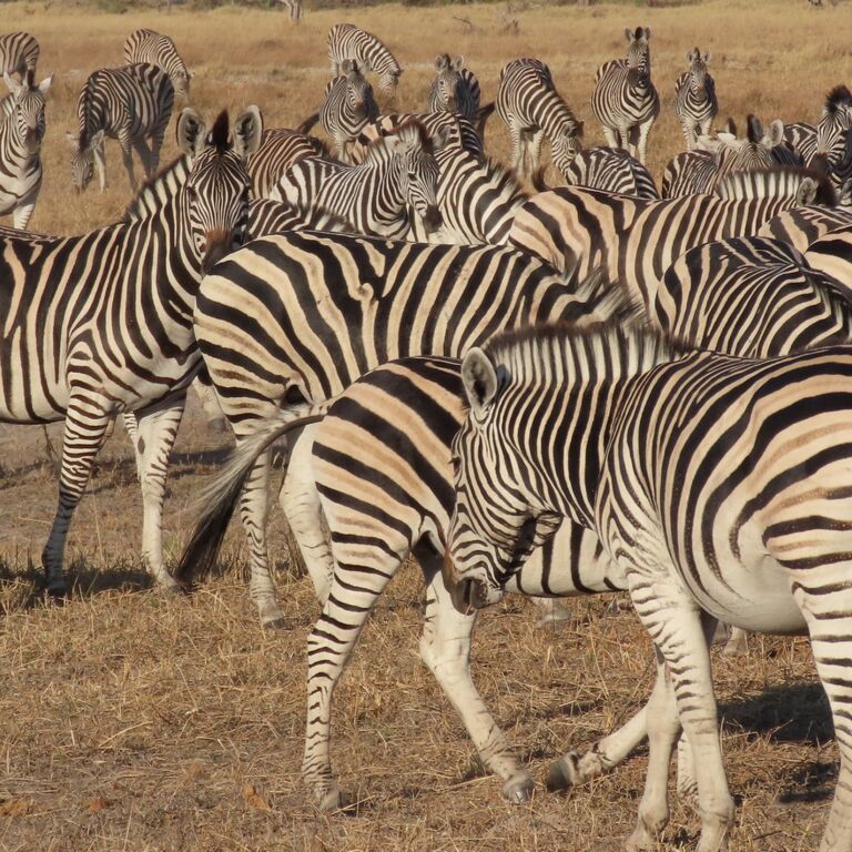 Chobe National Park Overnight