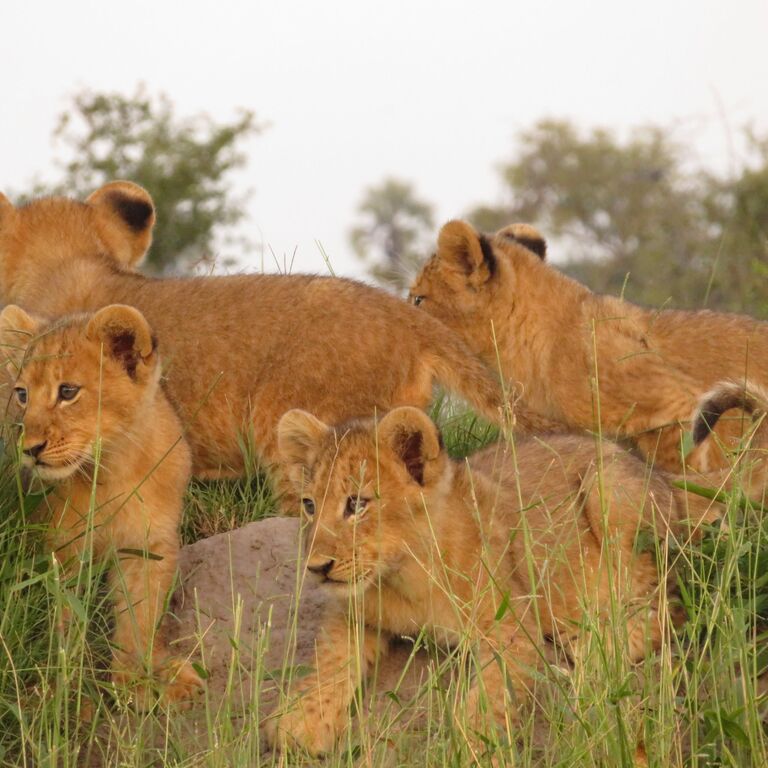Chobe National Park Overnight