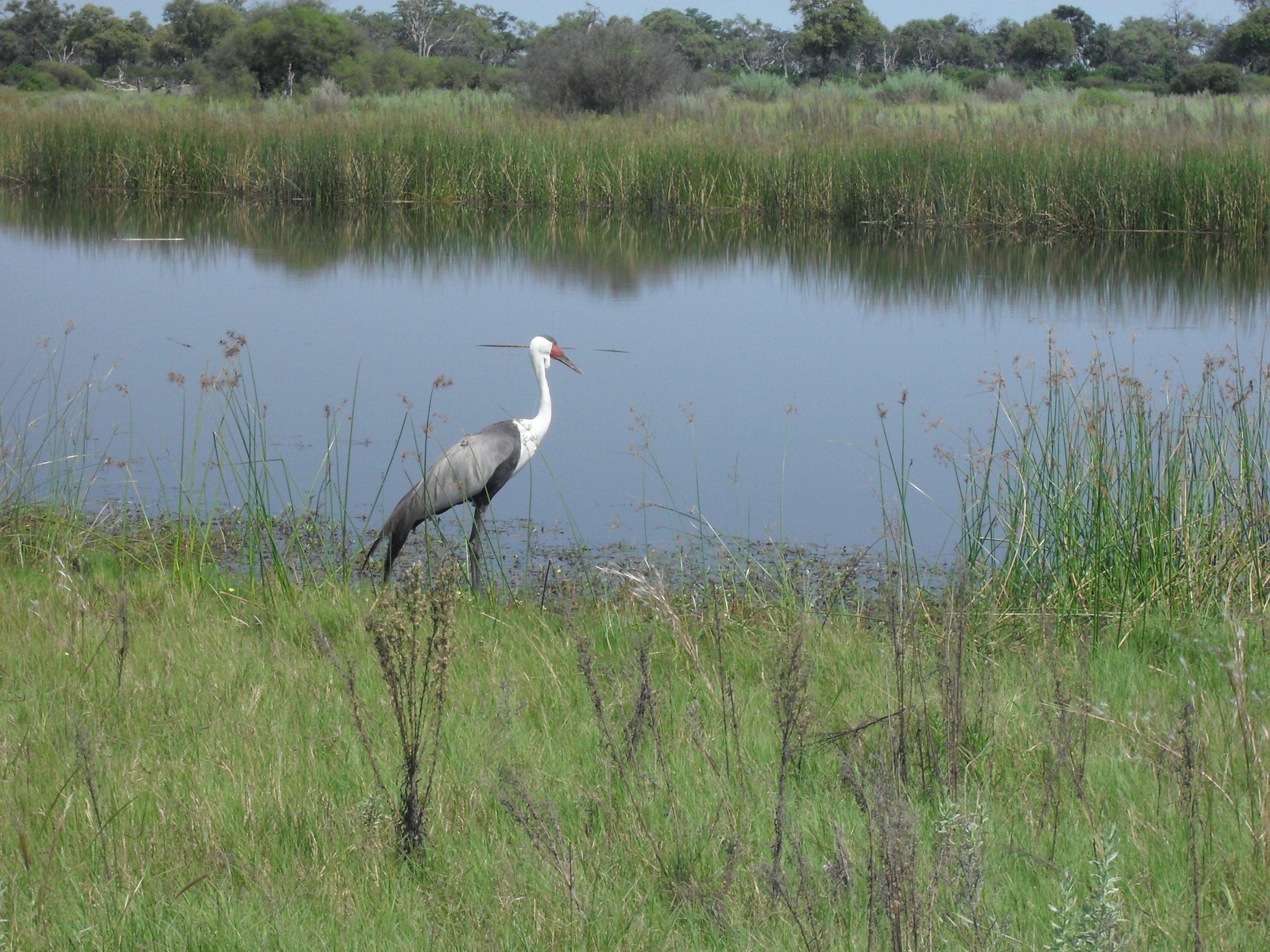 Guided Chobe Game Drive