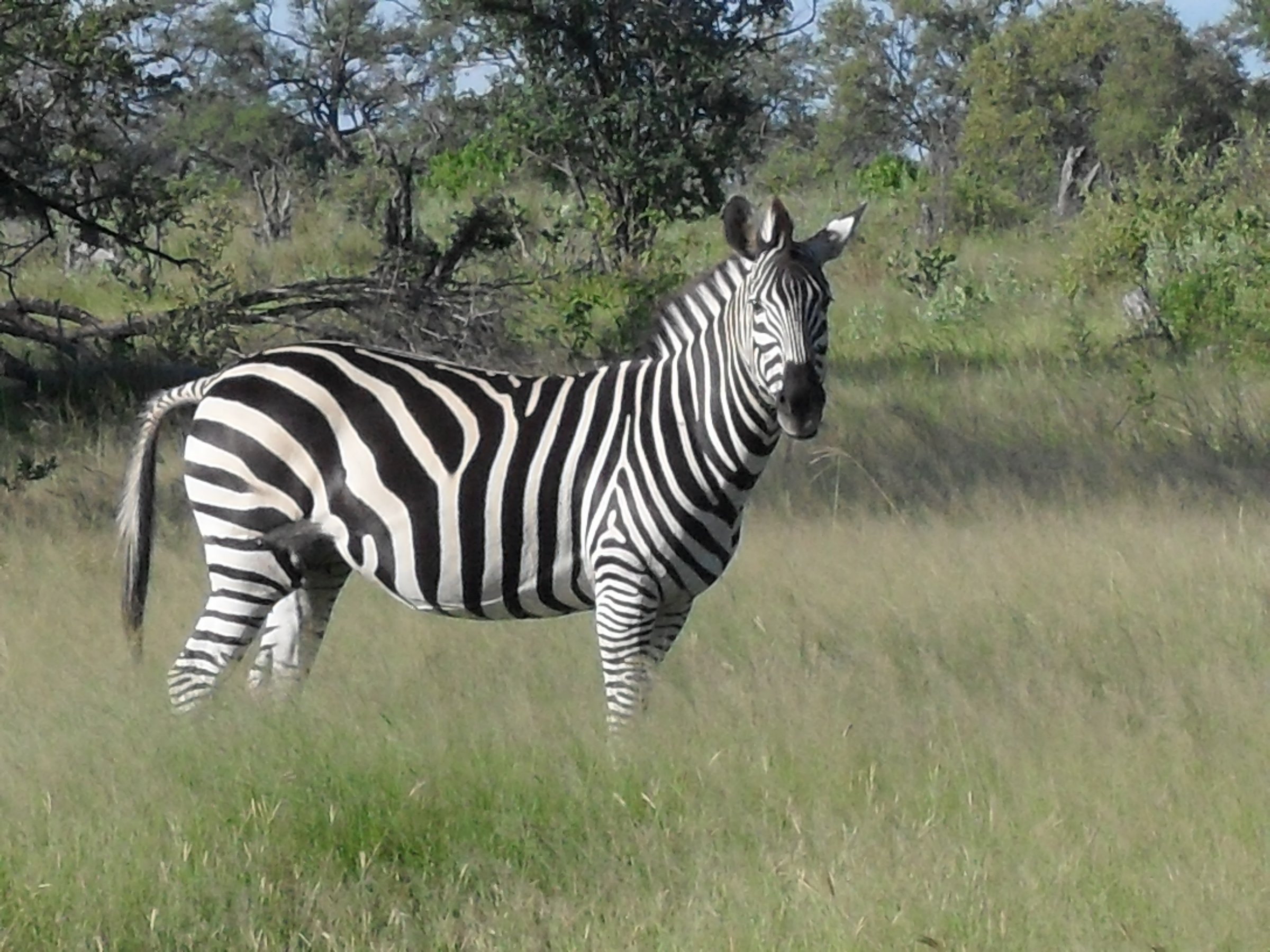 Guided Chobe Game Drive