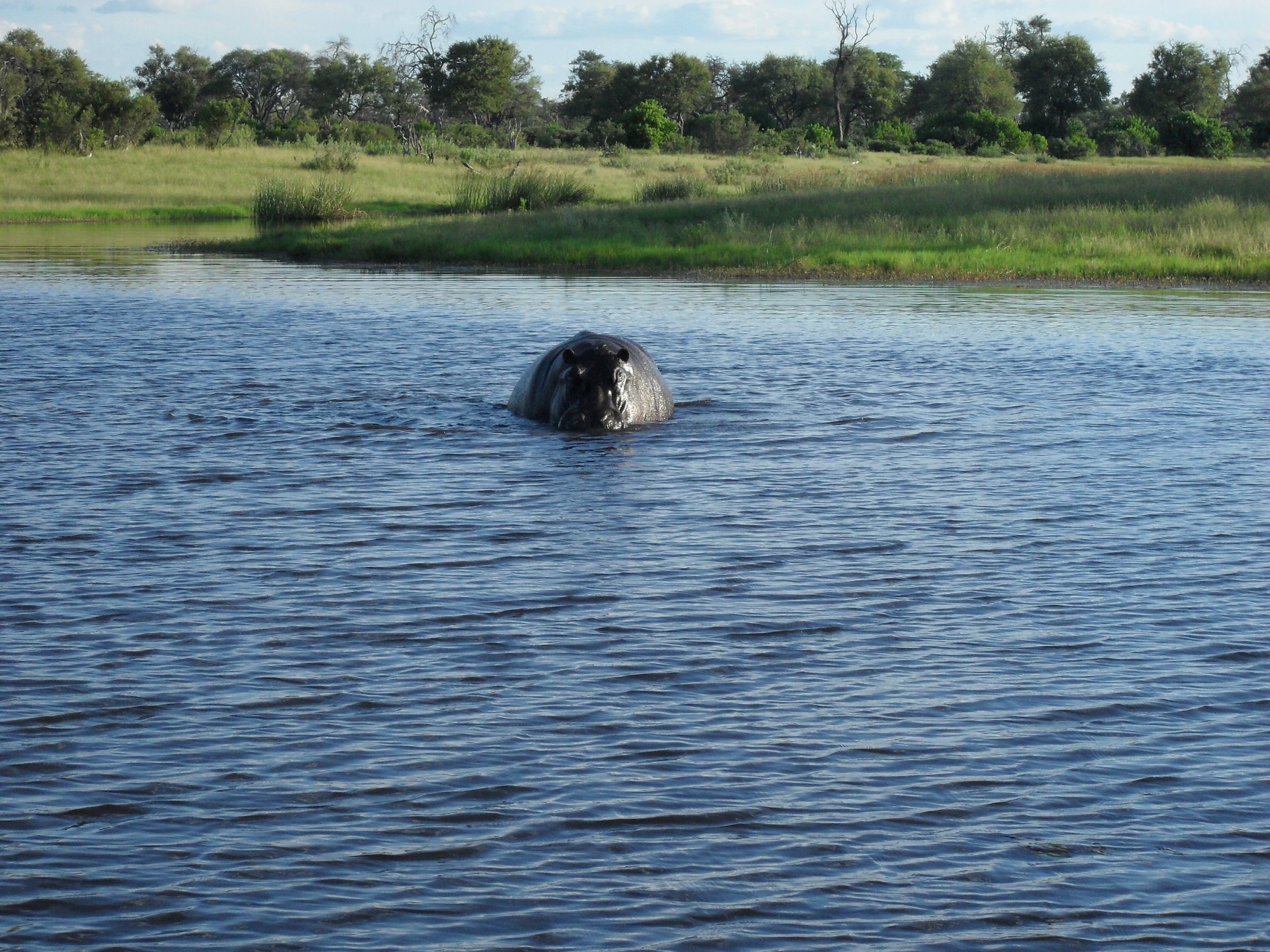 Guided Chobe Game Drive