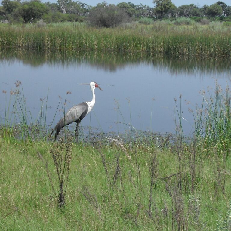 Guided Chobe Game Drive