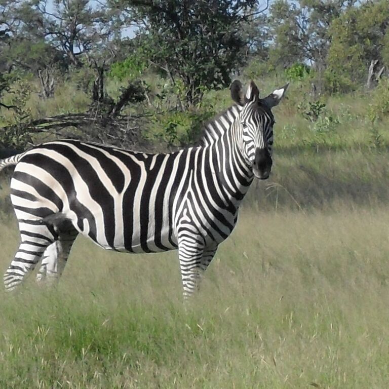 Guided Chobe Game Drive