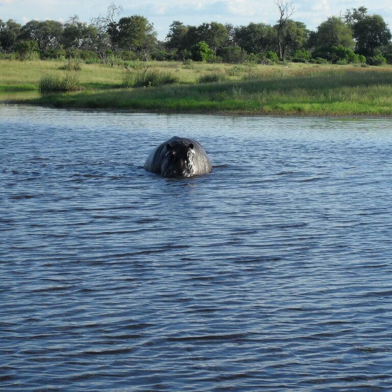 Guided Chobe Game Drive