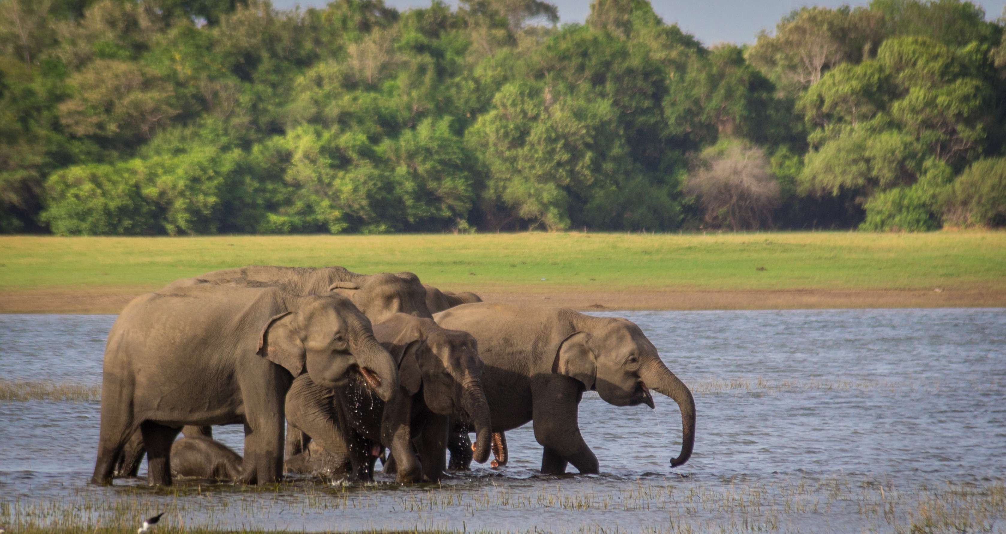Tharaka Jeep Safari Habarana