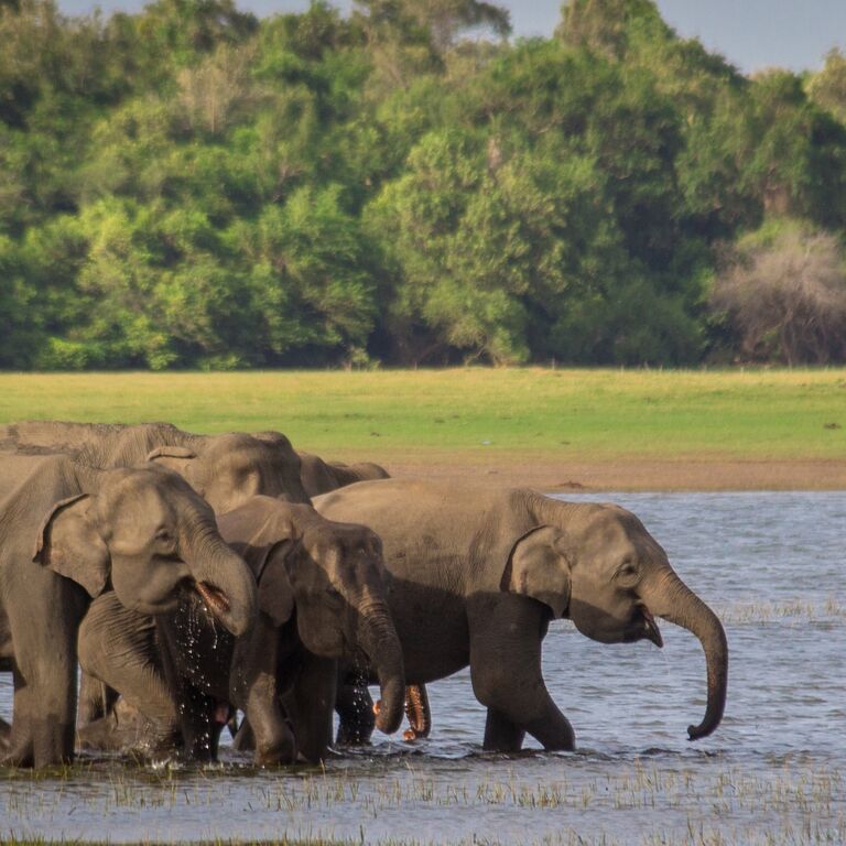 Tharaka Jeep Safari Habarana