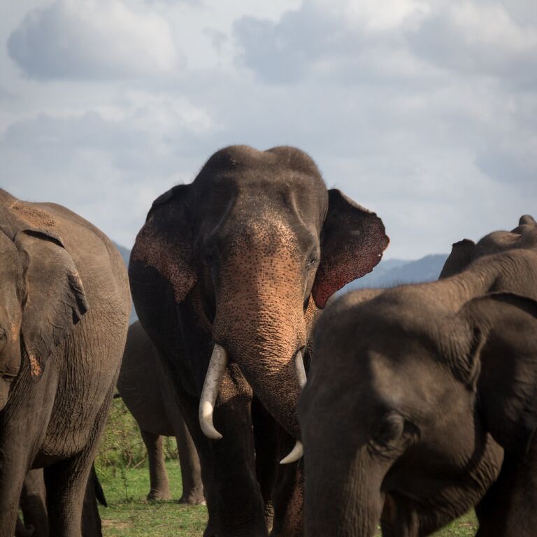 Tharaka Jeep Safari Habarana