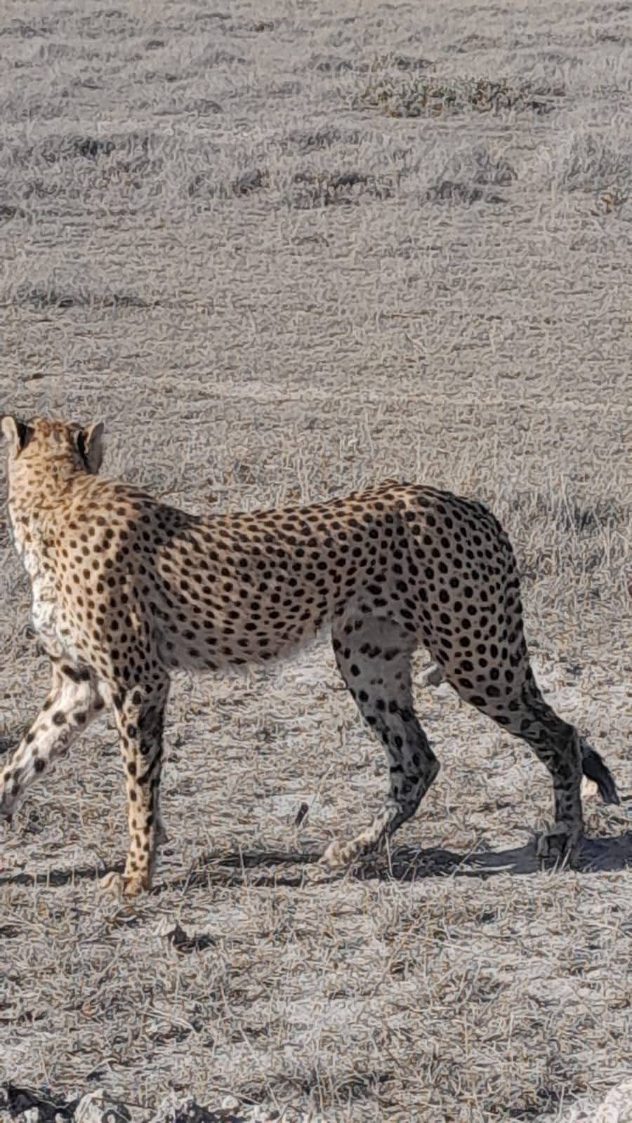 Frankytiellosafarikenya