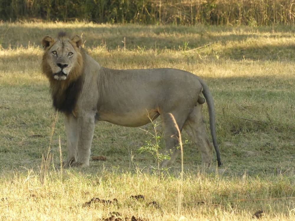 Panshila Safaris