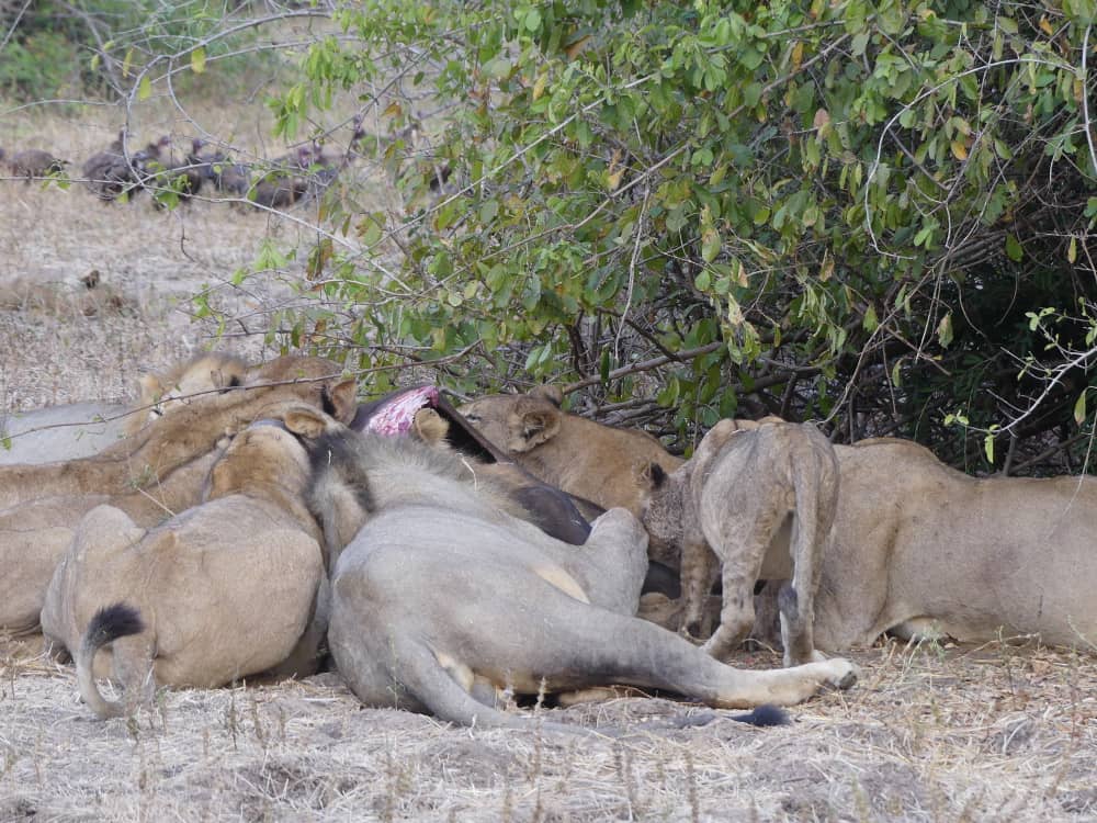 Panshila Safaris
