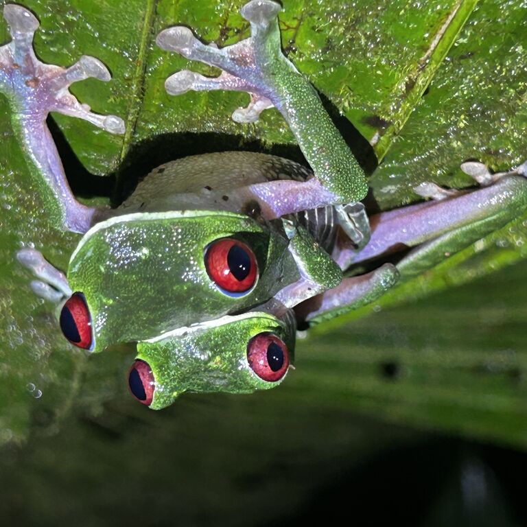NativosCorcovadoTours