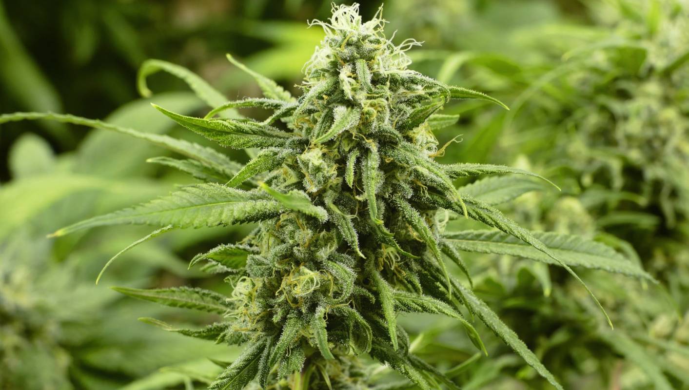 Long Island Cannabis Tours
