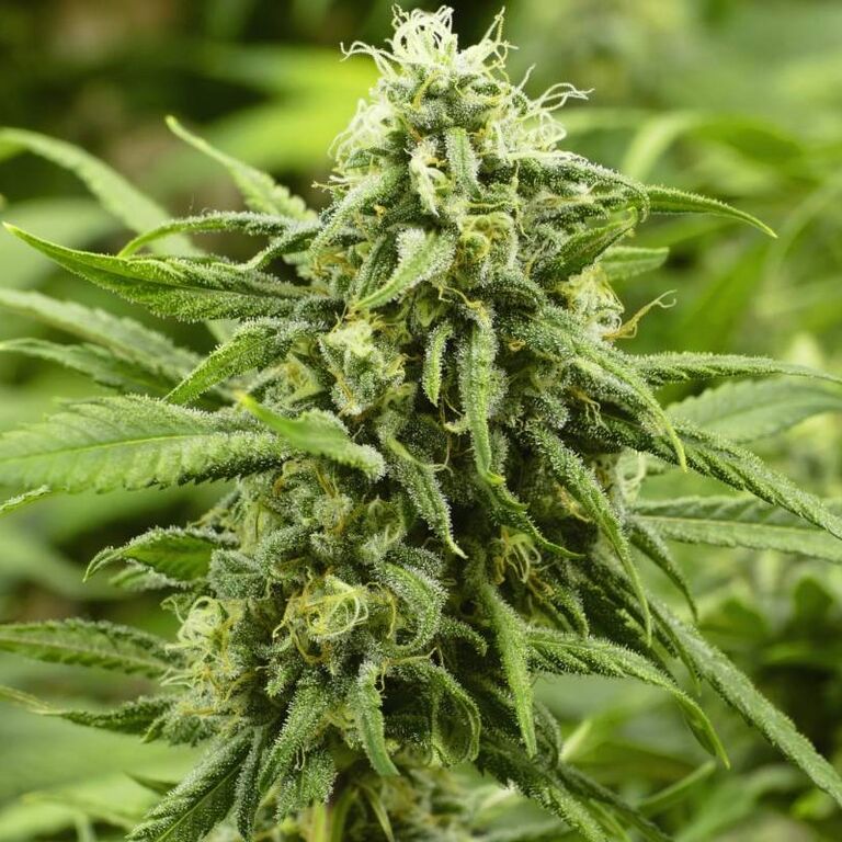 Long Island Cannabis Tours