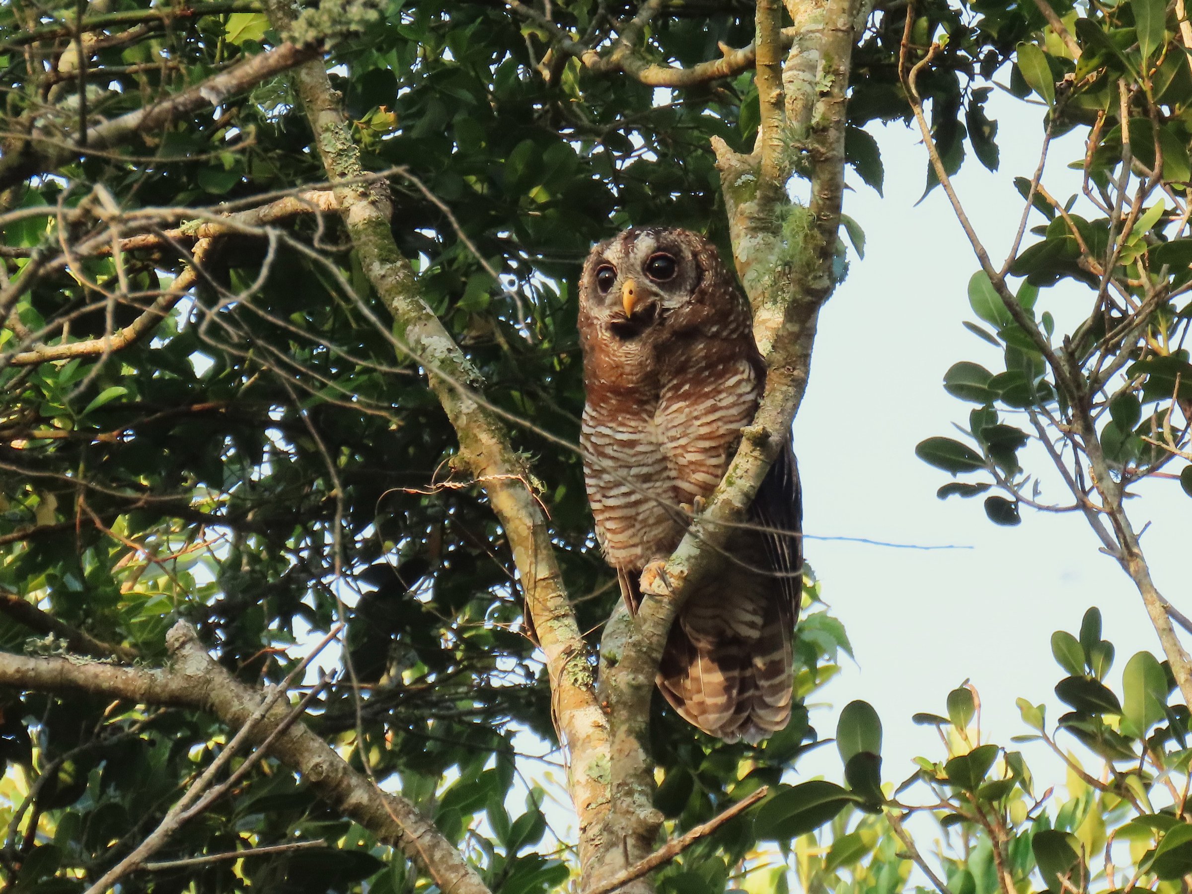 Explore Eden (Birding)