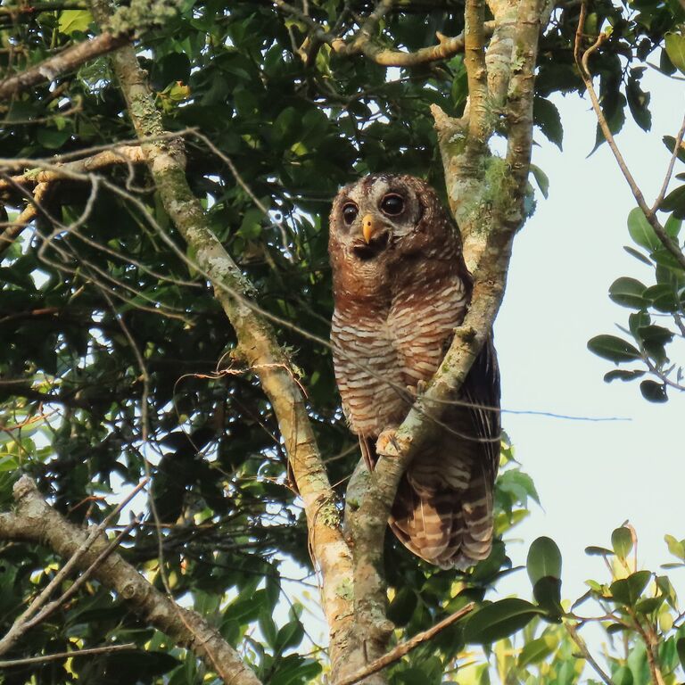 Explore Eden (Birding)