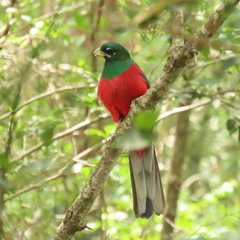 Explore Eden (Birding)