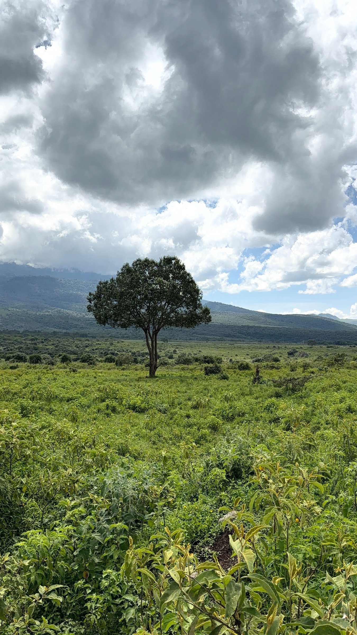 Safari Tanzania