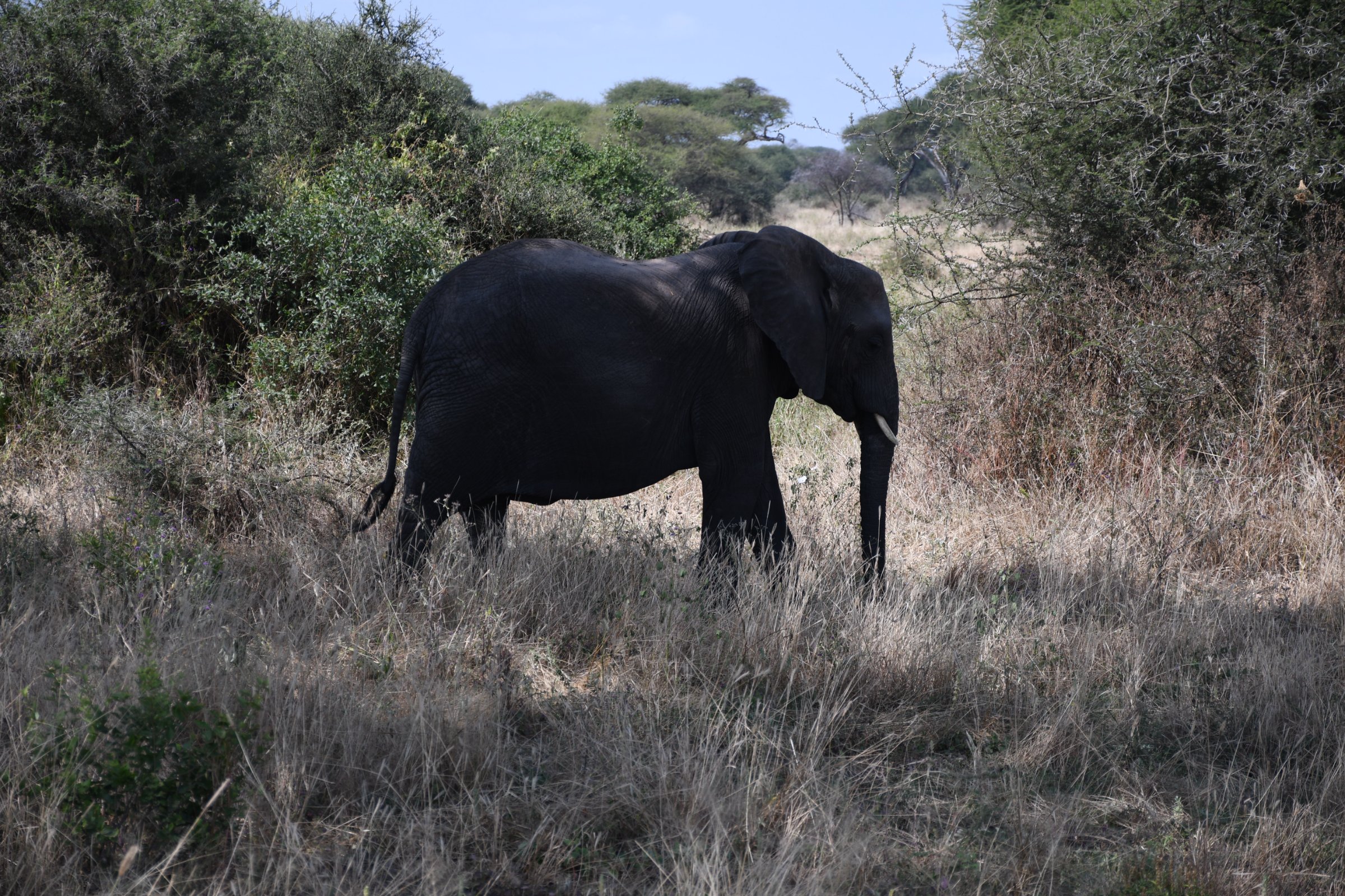 Safari Tanzania