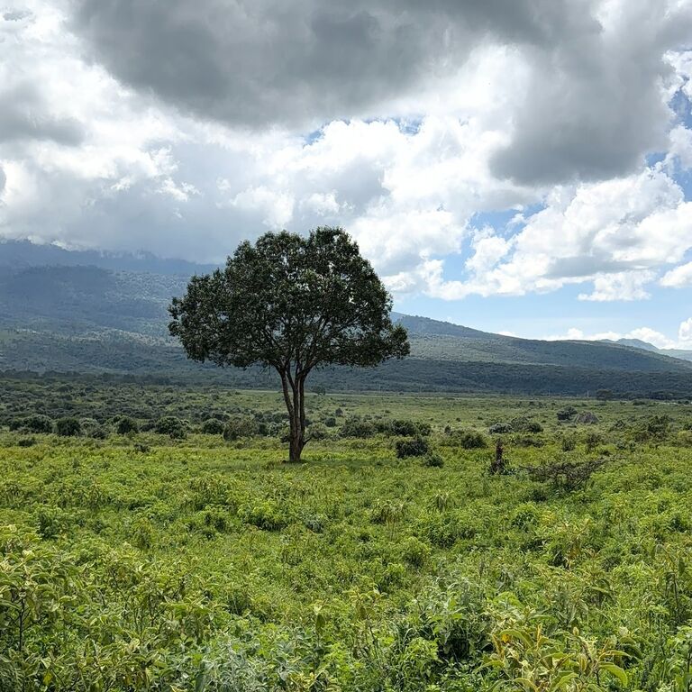 Safari Tanzania