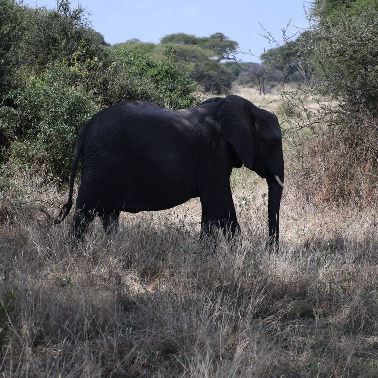 Safari Tanzania