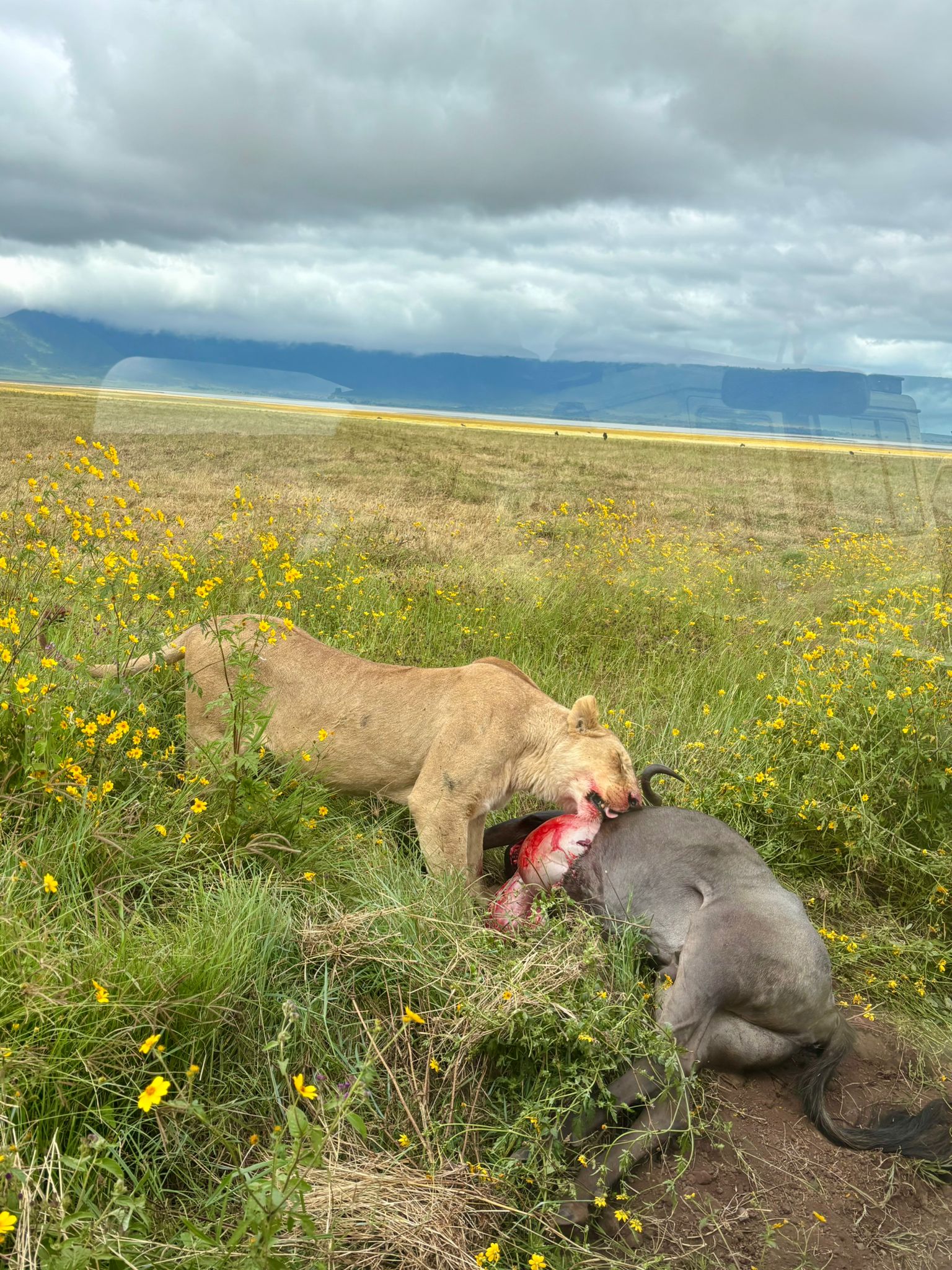 Natured safaris and vacations