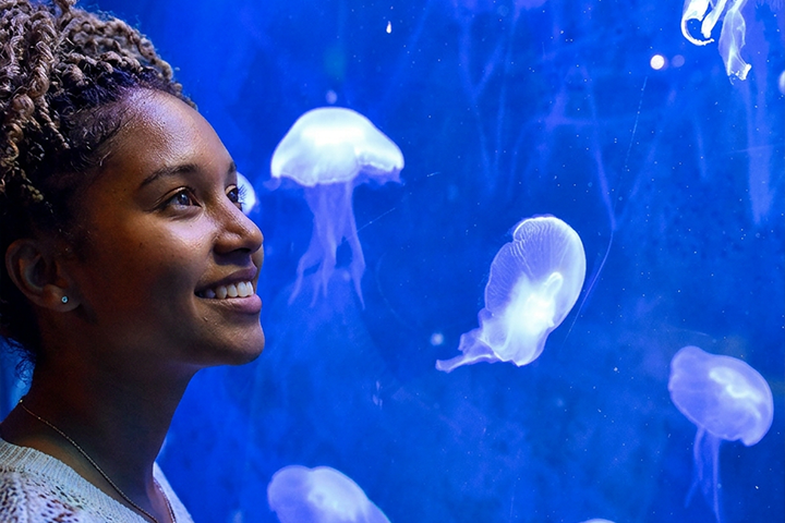 Odysseo oceanarium Mauritius