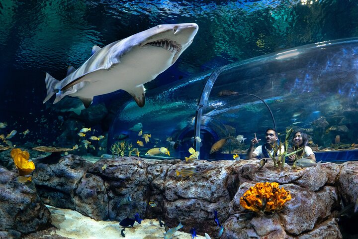 Odysseo oceanarium Mauritius