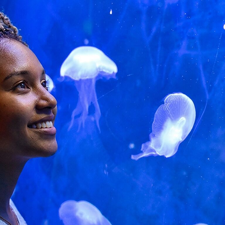 Odysseo oceanarium Mauritius