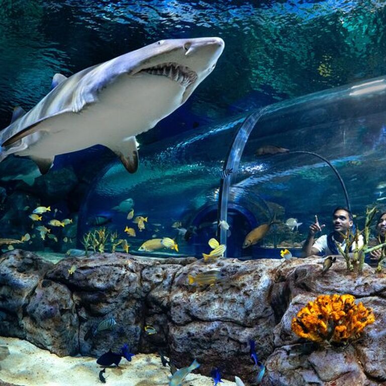 Odysseo oceanarium Mauritius