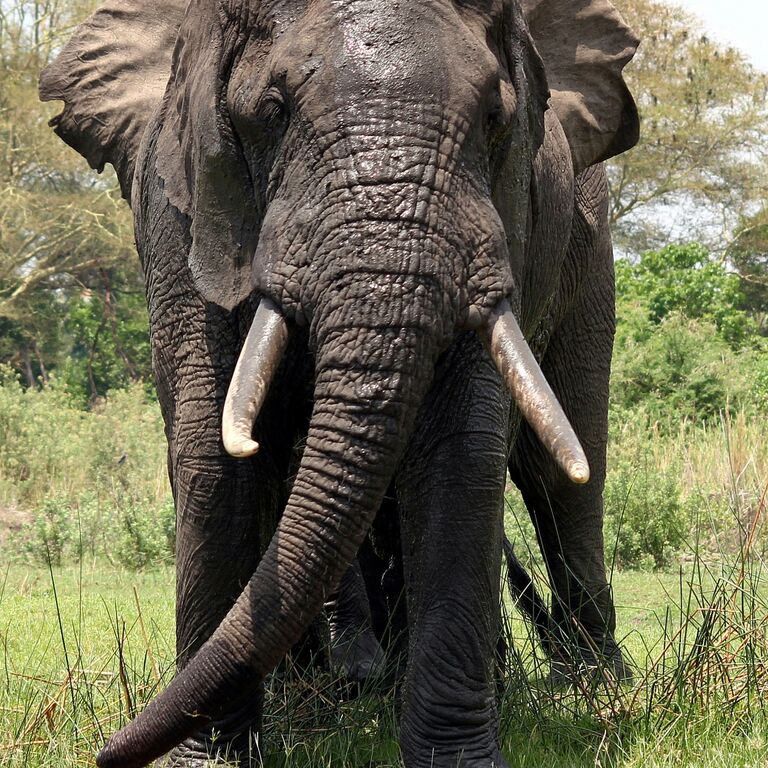 Central Adventure Safaris